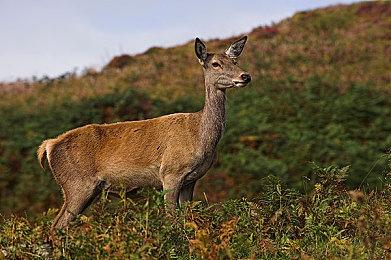 CDPR发布《赛博朋克2077》数据后 股价继续下跌